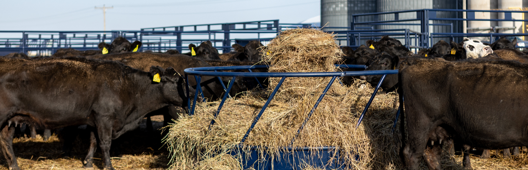 Cattle Grazing at Round Bale Feeder