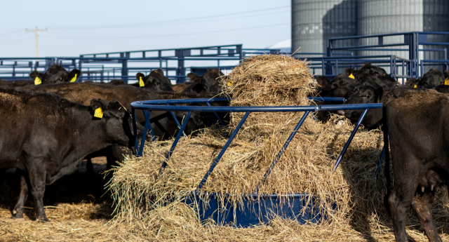 Cattle Grazing at Round Bale Feeder